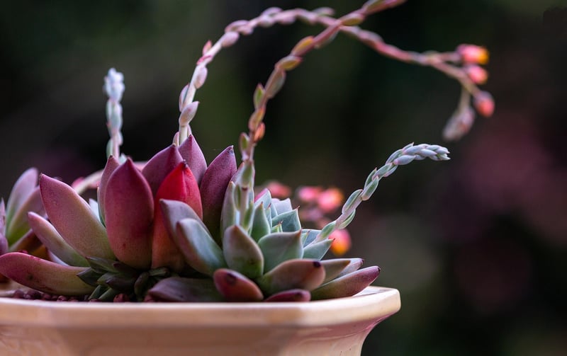 Reiki Healing